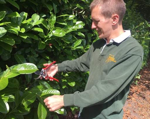Pruning laurel hedge with secateurs